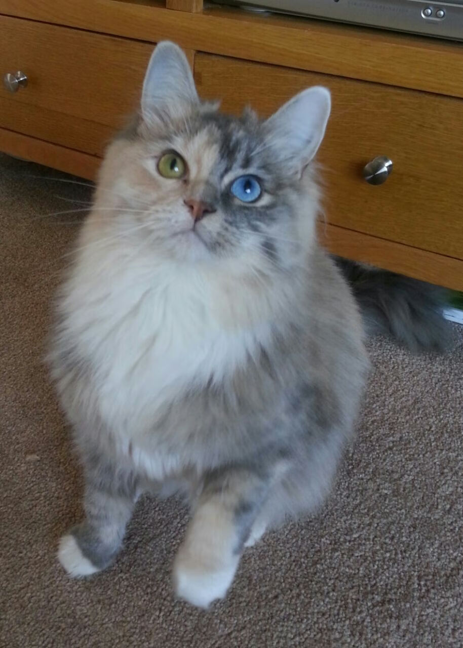 _凯尔特人势如破竹,联盟领跑气势如虹_,what hurts more 凯尔特人