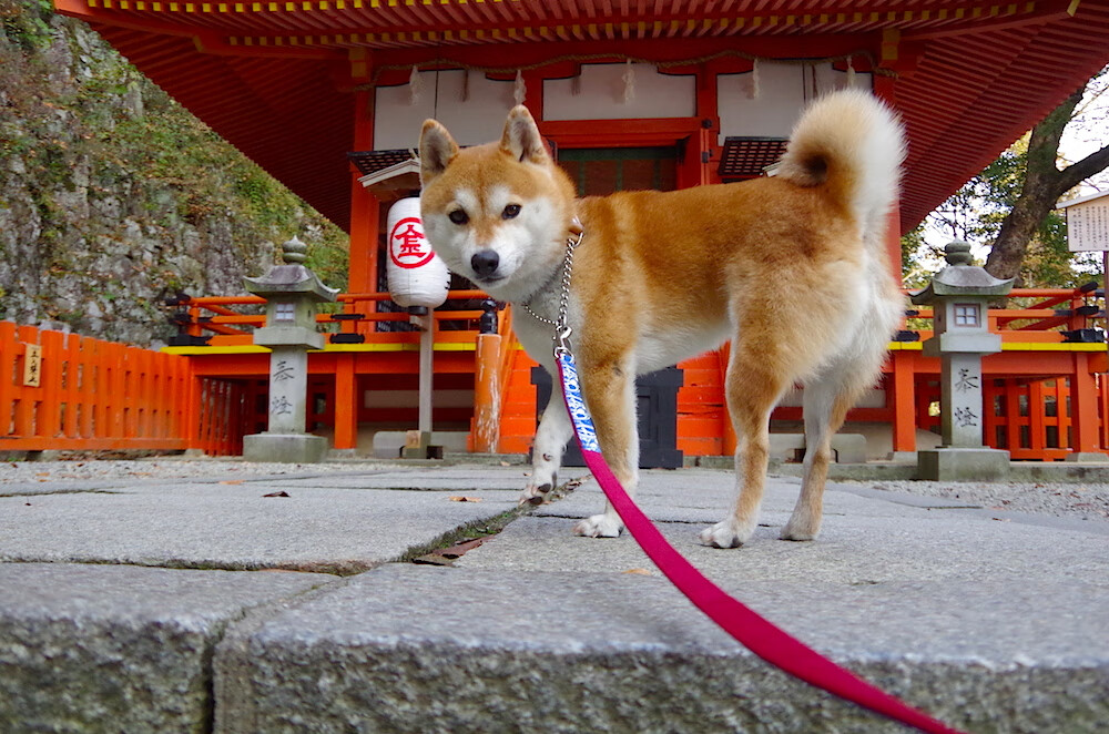 AC Milan-_鹈鹕队团结一致，战胜排名靠前球队_，鹈鹕队厉害吗