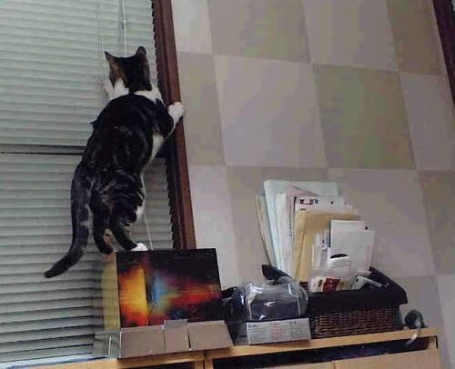 AC米兰-世界沙滩排球赛，沙滩上的激情碰撞，世界女子沙滩排球比赛视频