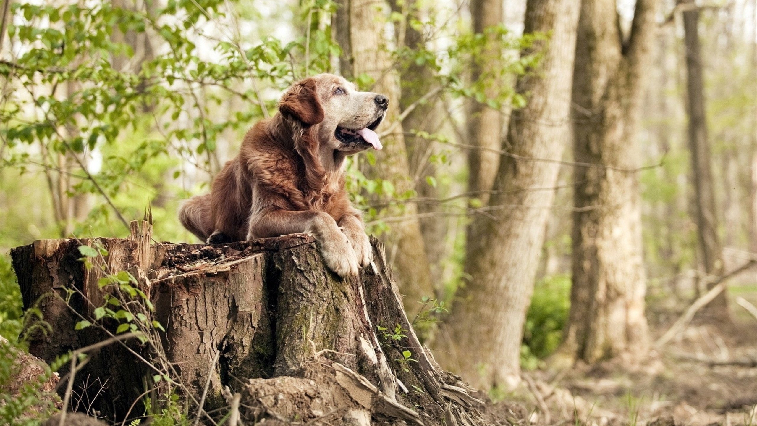 意甲大战火热，球员表现神勇，精彩镜头不断，意甲对阵时间表