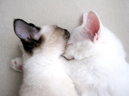 米兰体育APP-波尔图在葡萄牙杯决赛中加时2-1击败葡萄牙体育，成功卫冕。，葡萄牙波尔图攻略