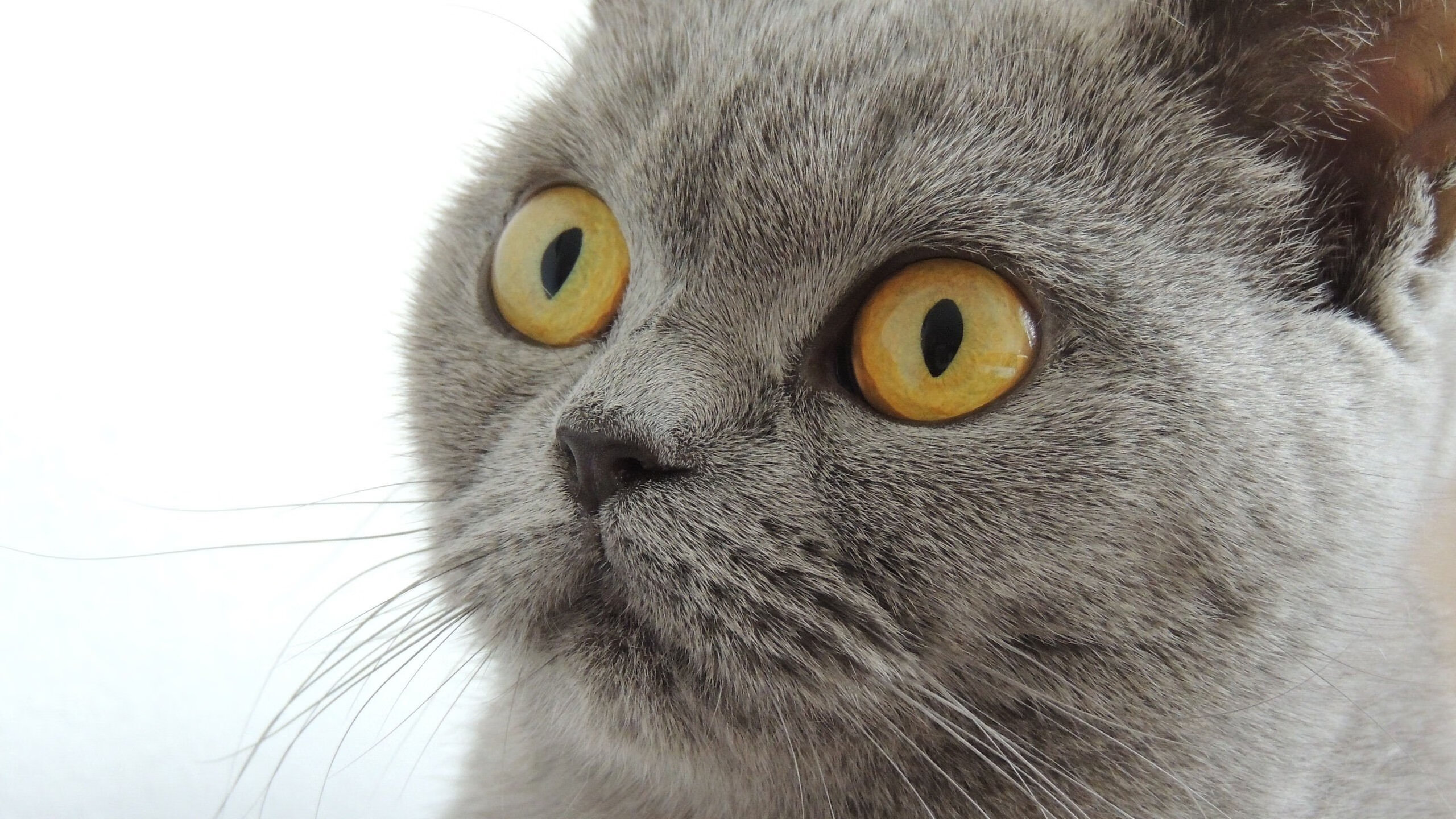 AC米兰-足球医学研究中心揭牌投入使用，足球学院