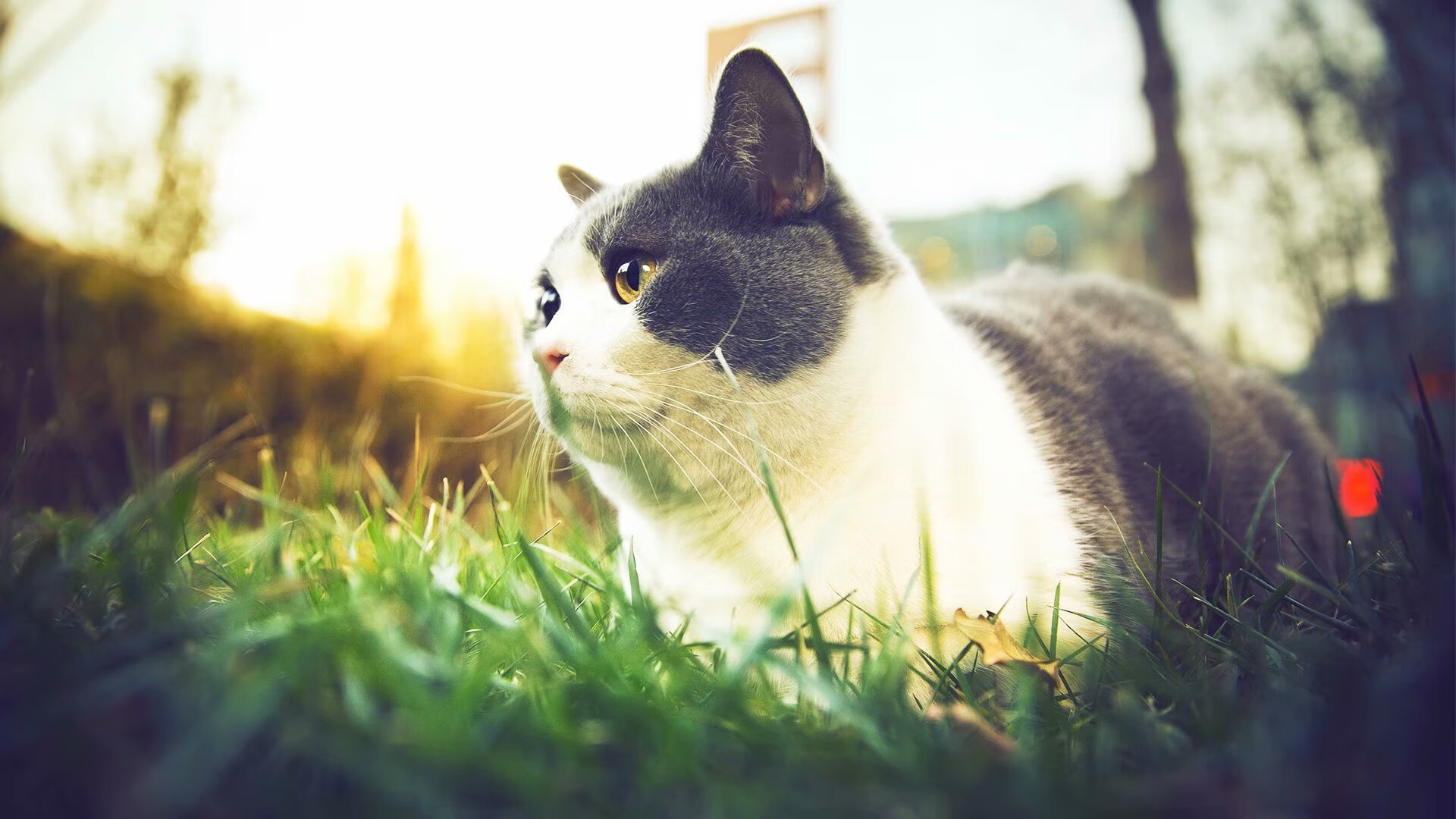 北京新疆交锋,两队战力对决谁会获胜?,北京和新疆篮球比赛