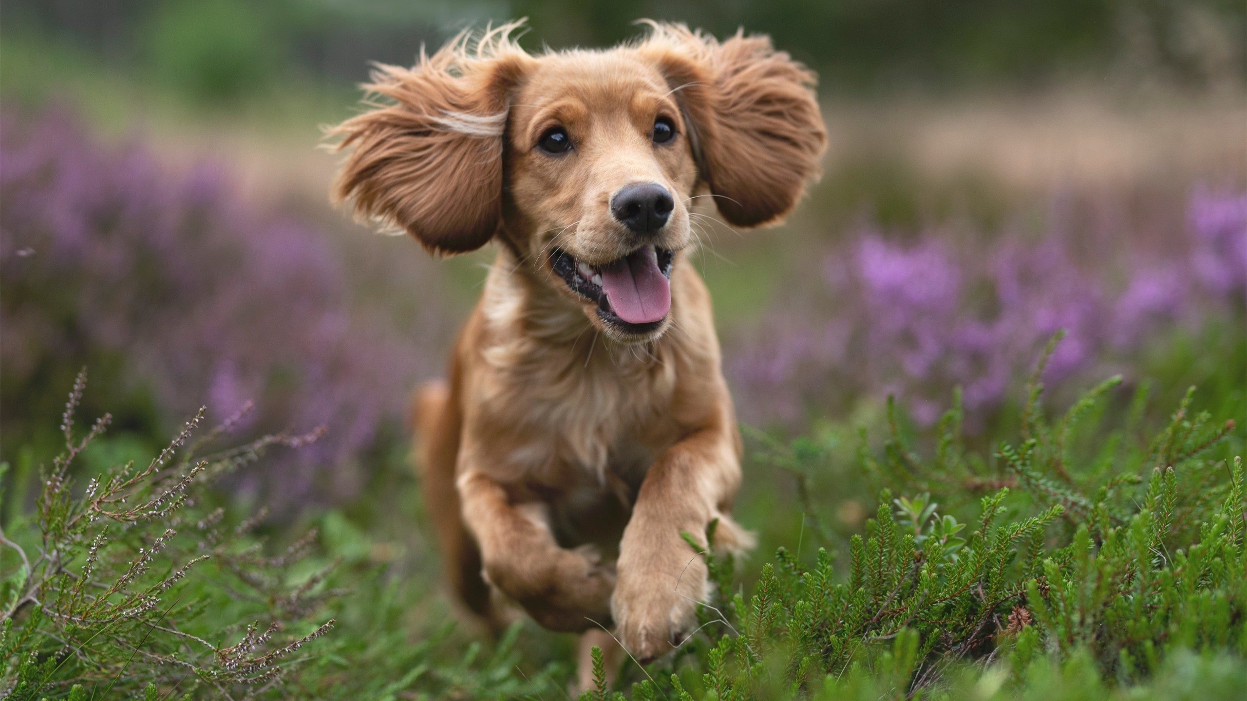 太阳队遗憾失利！晋级前景堪忧！，太阳队近况