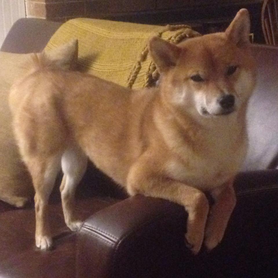 湖人大胜雄鹿，抢七大战中詹姆斯篮下统治全场，湖人对雄鹿聚胜顽球汇