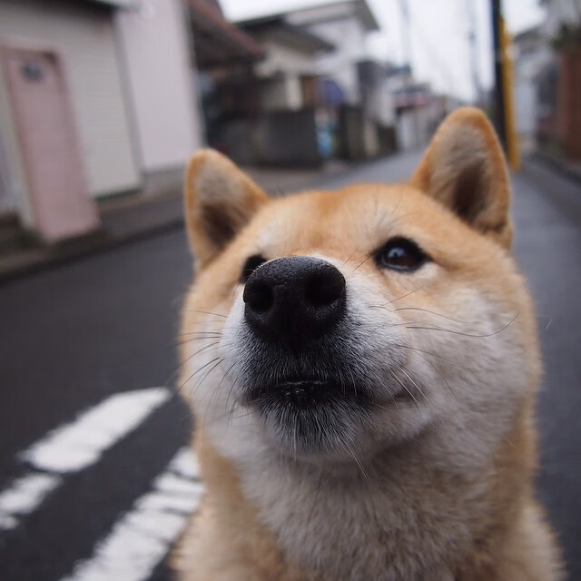 米兰全站APP正式版下载-王者荣耀KPL联盟完善裁判员执裁行为准则，王者荣耀联赛裁判