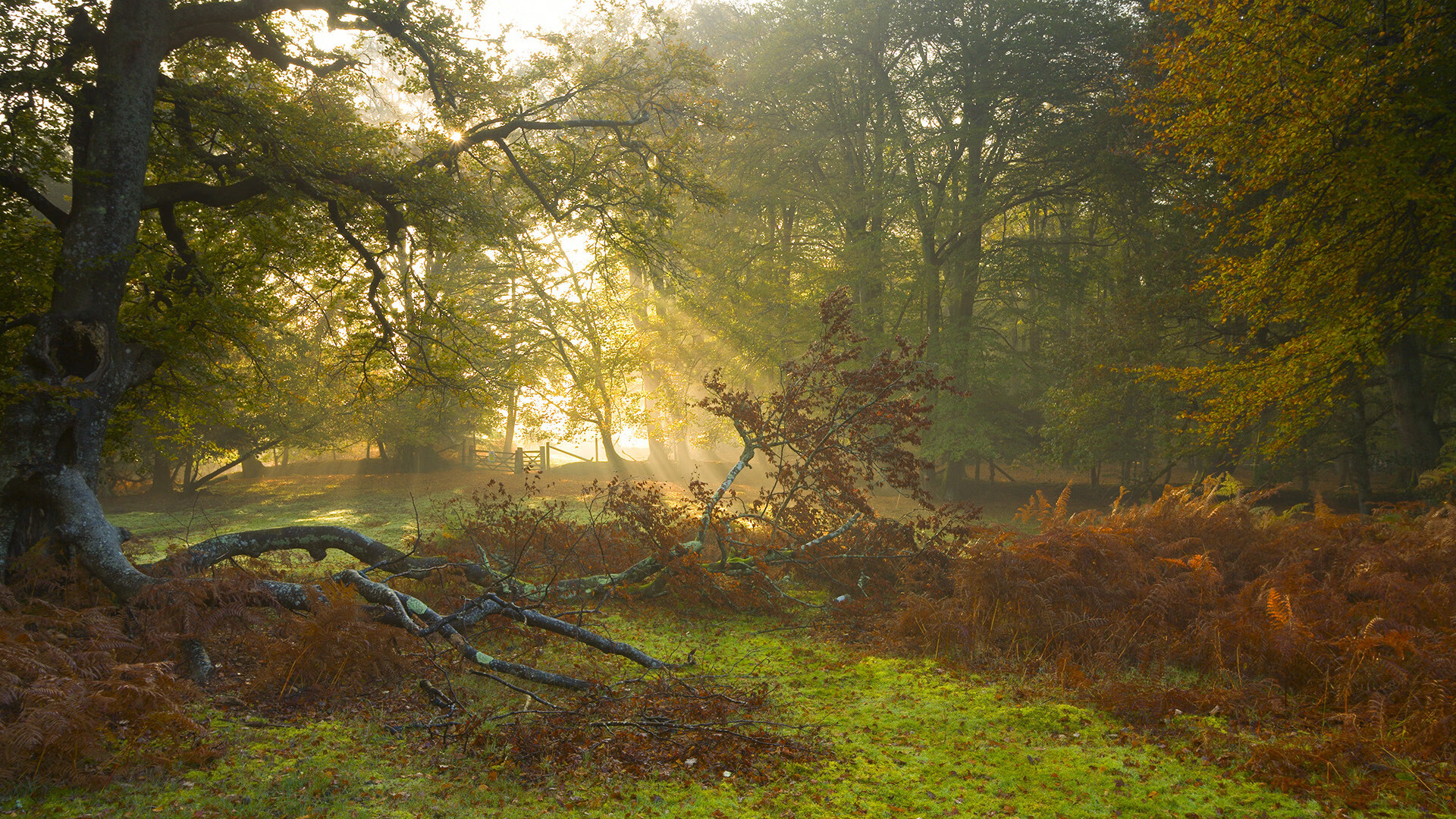 纽卡斯尔联客场0-1惜败狼队，防守端表现稳健，纽卡斯尔联队怎么样