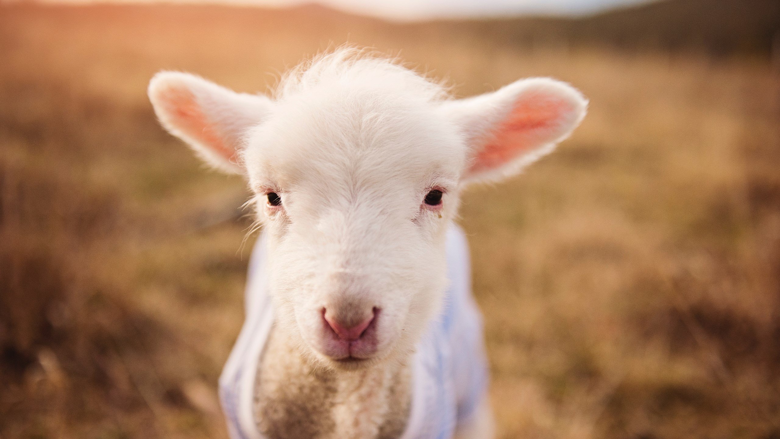 米兰体育(中国大陆)官网-阿根廷队主场战胜荷兰队获得友谊赛胜利，阿根廷队主场战胜荷兰队获得友谊赛胜利的球队