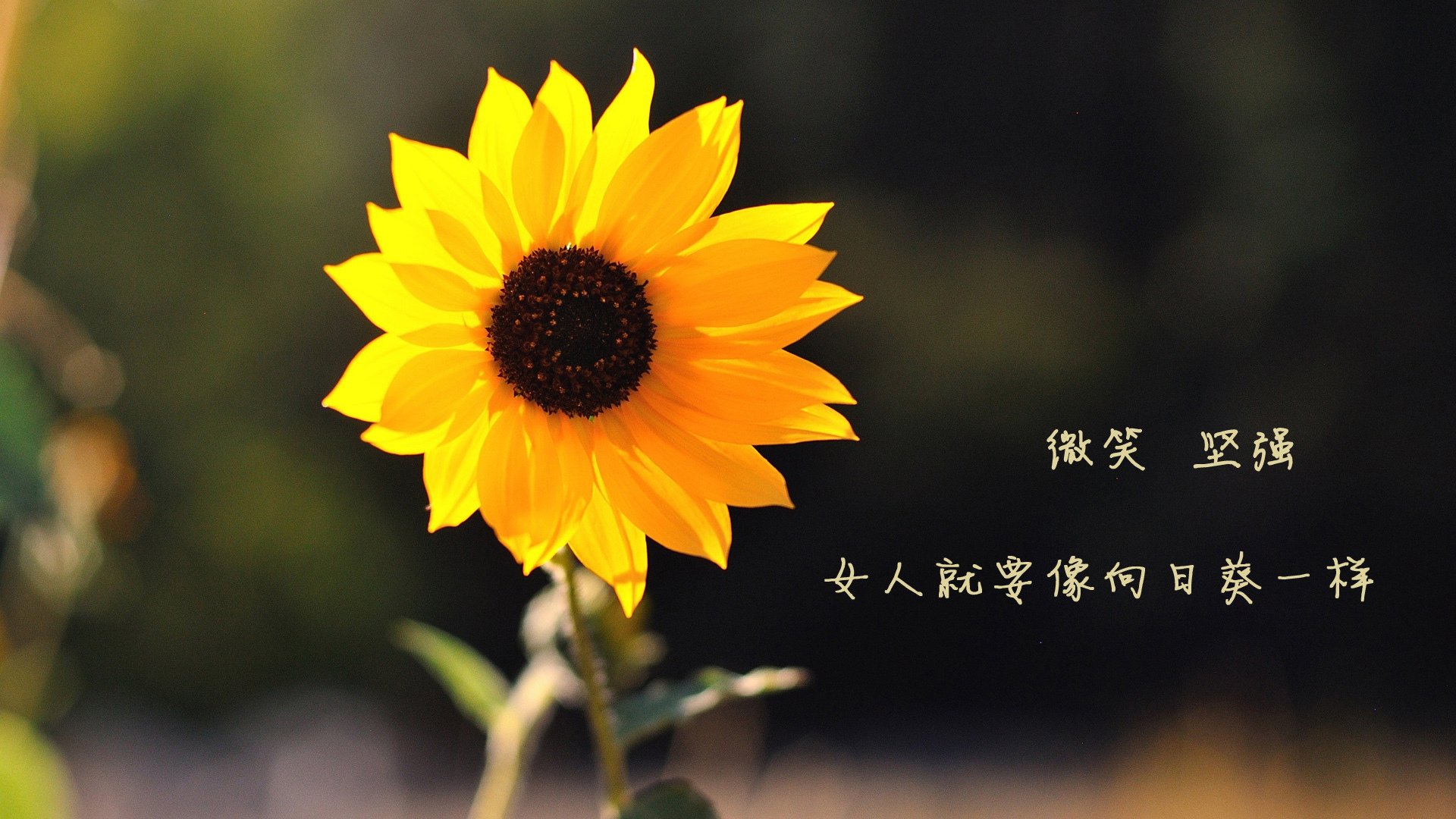 米兰体育-运动员职业技能提升项目，运动员职业技能提升项目有哪些