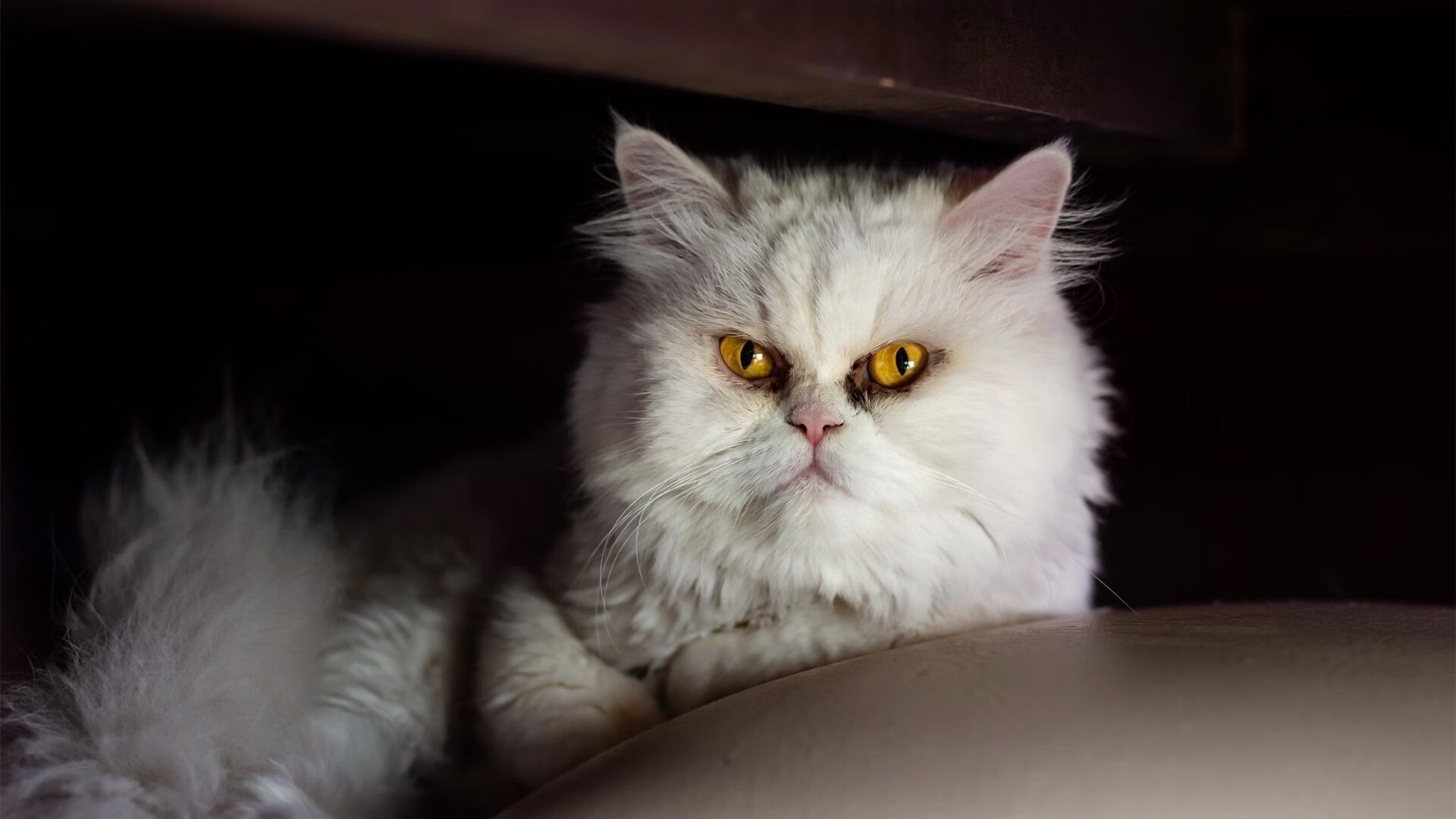 米兰官网-DOTA2观赛热潮不减各大平台竞争激烈，dota2 观看比赛