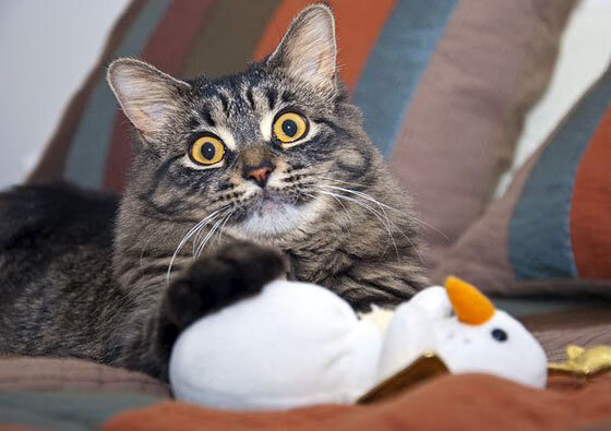 米兰体育官网平台-李娜被评为网坛影响力人物排名前列，李娜网球明星